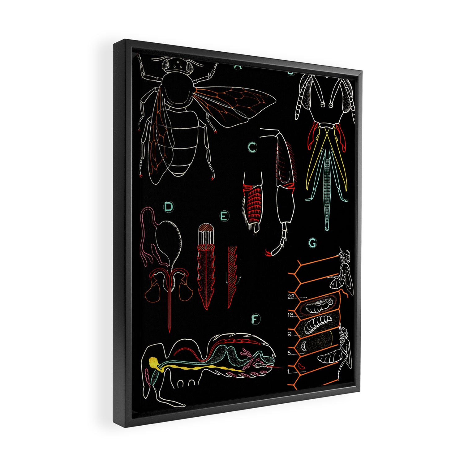 Paul Sougy: The Bee, 1962 (proceeds benefit The Nature Conservancy) Framed Canvas Print Gallery Image 2
