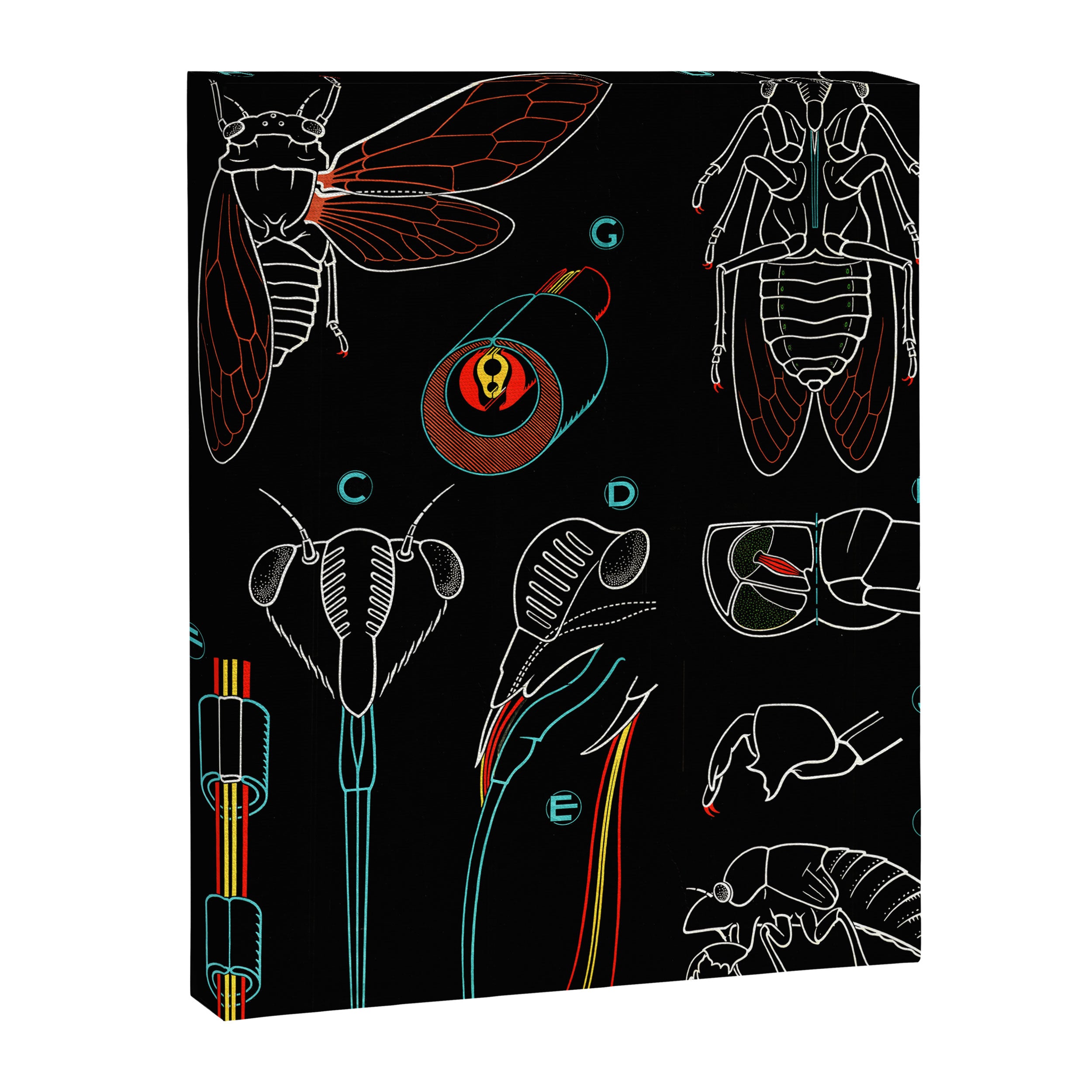 Paul Sougy: The Cicada, 1960 (proceeds benefit The Nature Conservancy) Canvas Print Gallery Image 6