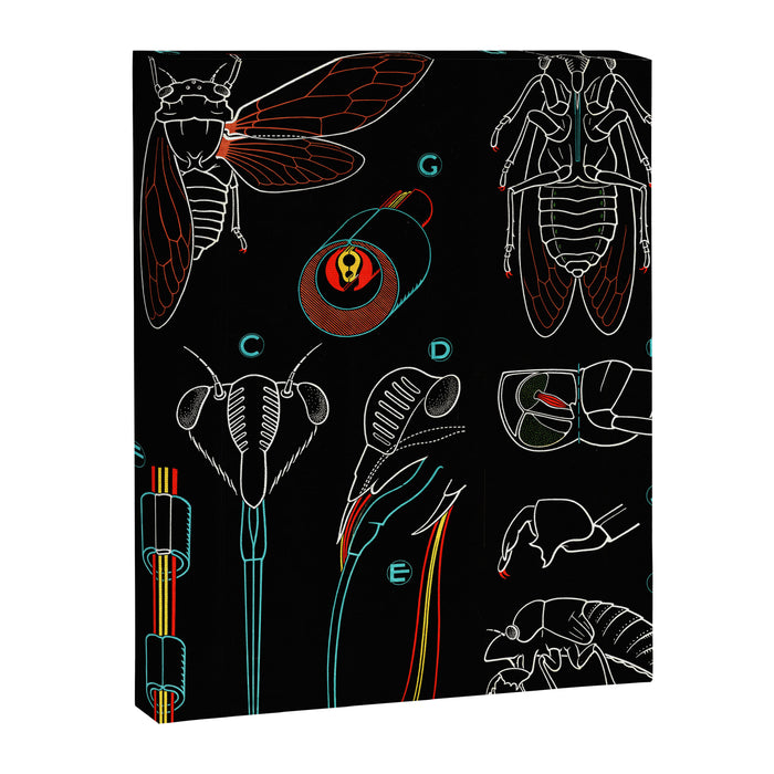 Paul Sougy: The Cicada, 1960 (proceeds benefit The Nature Conservancy) Canvas Print Gallery Image 1