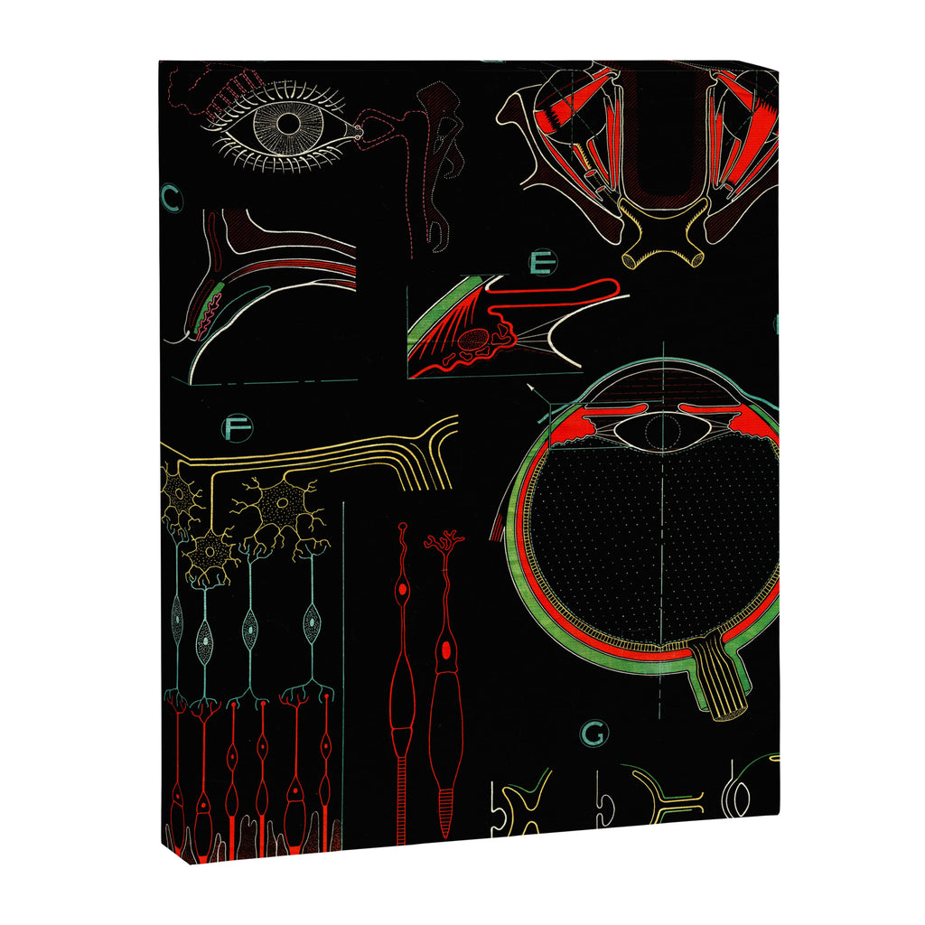 Paul Sougy: The Human Eye, 1954 (proceeds benefit The Nature Conservancy) Canvas Print Gallery Image 6