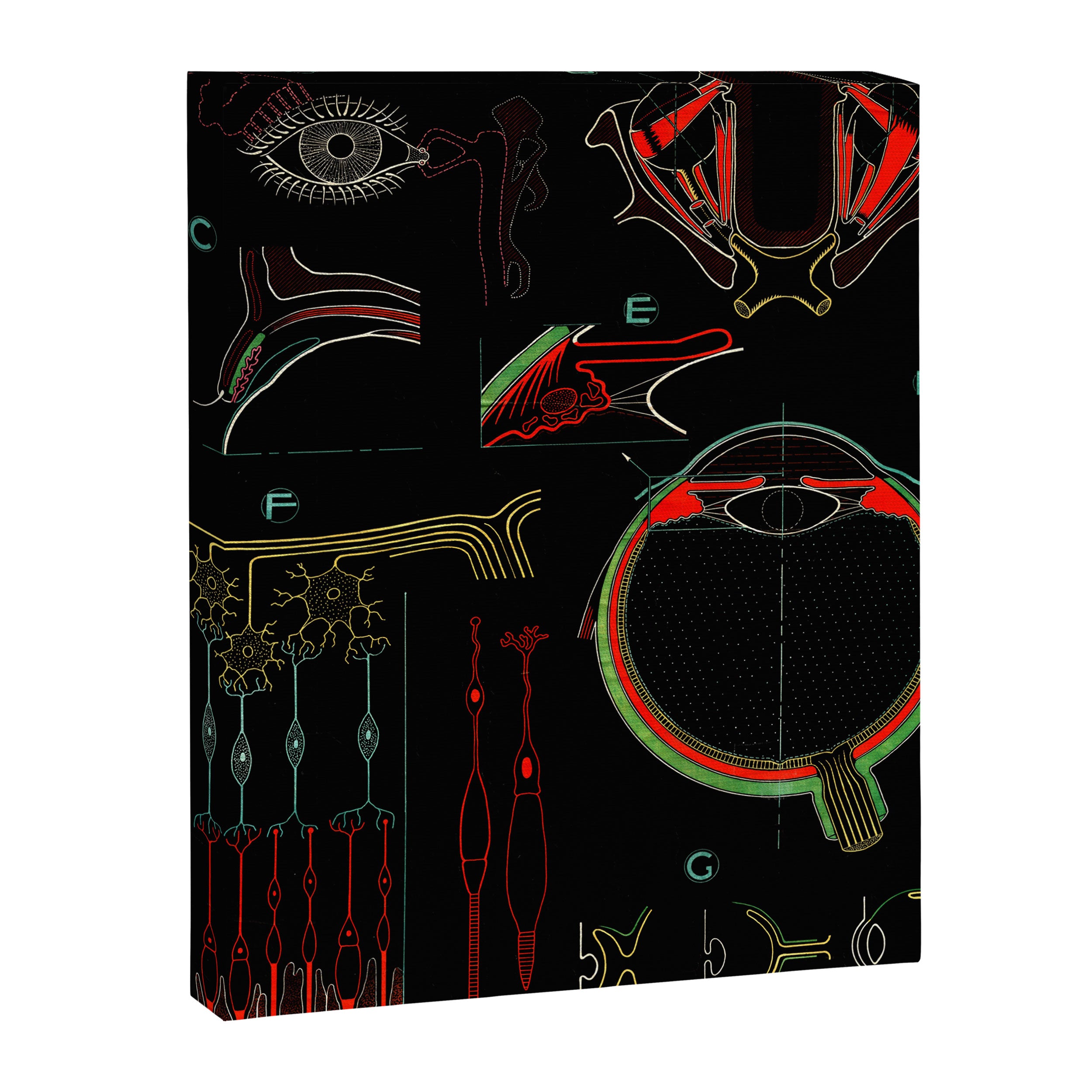 Paul Sougy: The Human Eye, 1954 (proceeds benefit The Nature Conservancy) Canvas Print Gallery Image 6