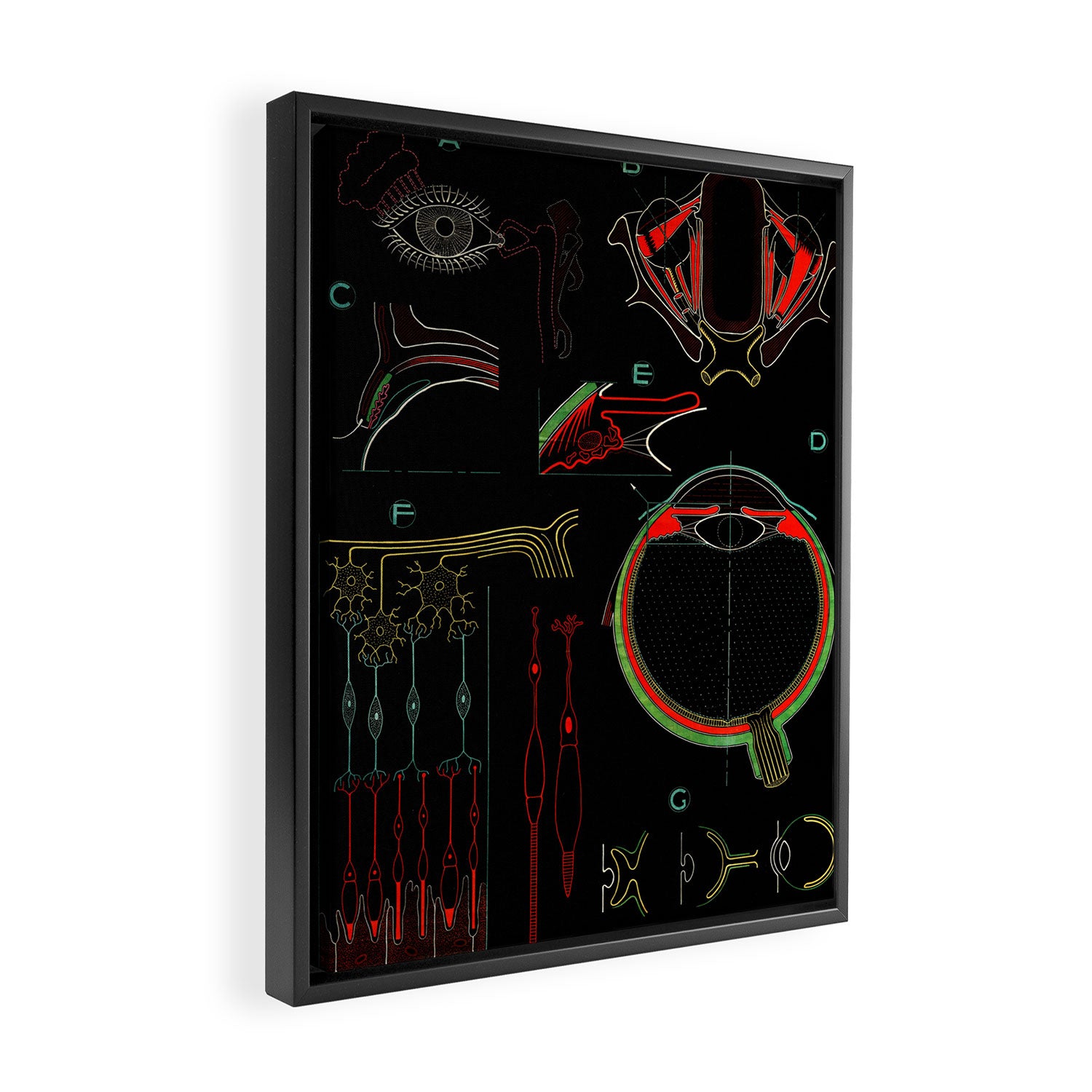 Paul Sougy: The Human Eye, 1954 (proceeds benefit The Nature Conservancy) Framed Canvas Print Gallery Image 2