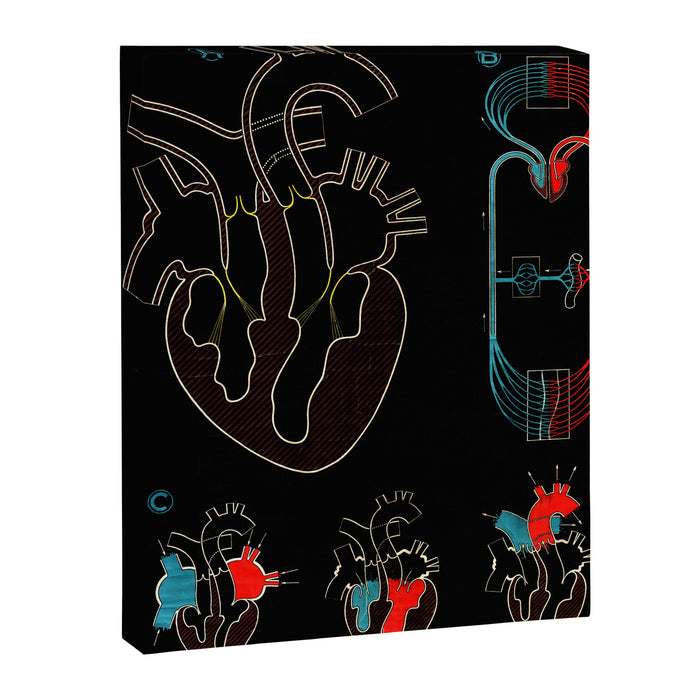 Paul Sougy: The Human Heart, 1950s (proceeds benefit The Nature Conservancy) Canvas Print Gallery Image 1