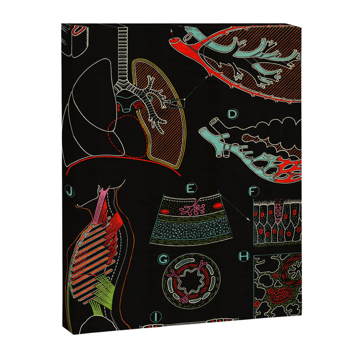 Paul Sougy: The Human Lung, 1957 (proceeds benefit The Nature Conservancy) Canvas Print Gallery Image 1