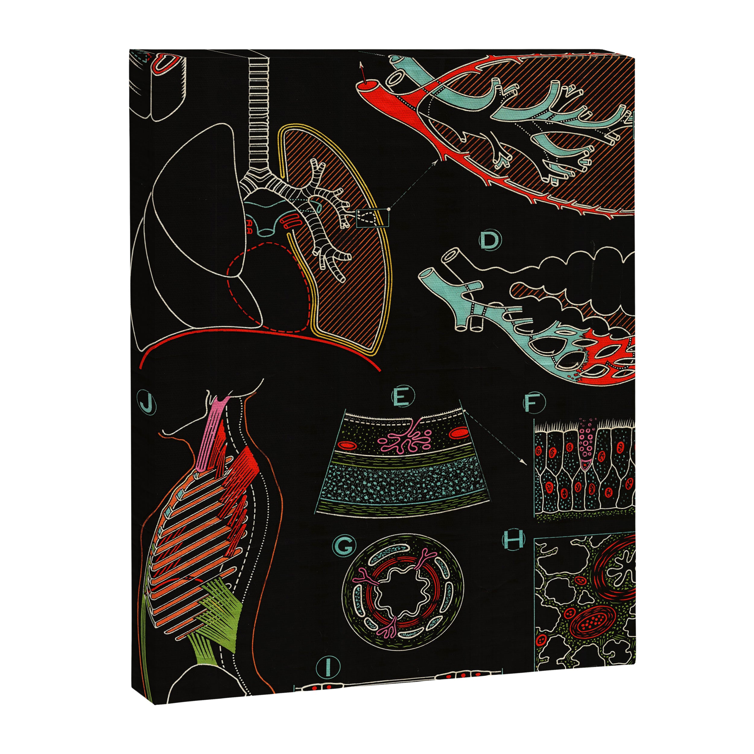 Paul Sougy: The Human Lung, 1957 (proceeds benefit The Nature Conservancy) Canvas Print Gallery Image 6
