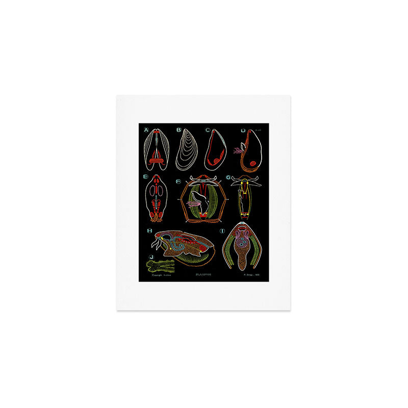 Paul Sougy: The Mussel, 1955 (proceeds benefit The Nature Conservancy) Art Print Gallery Image 1