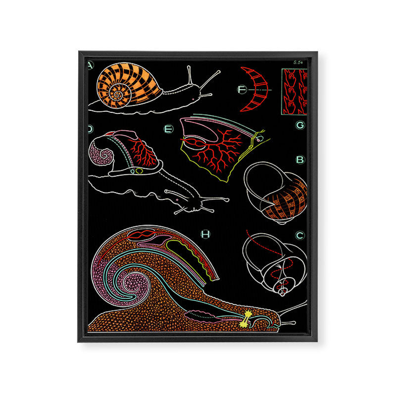 Paul Sougy: The Snail, 1955 (proceeds benefit The Nature Conservancy) Framed Canvas Print Gallery Image 6