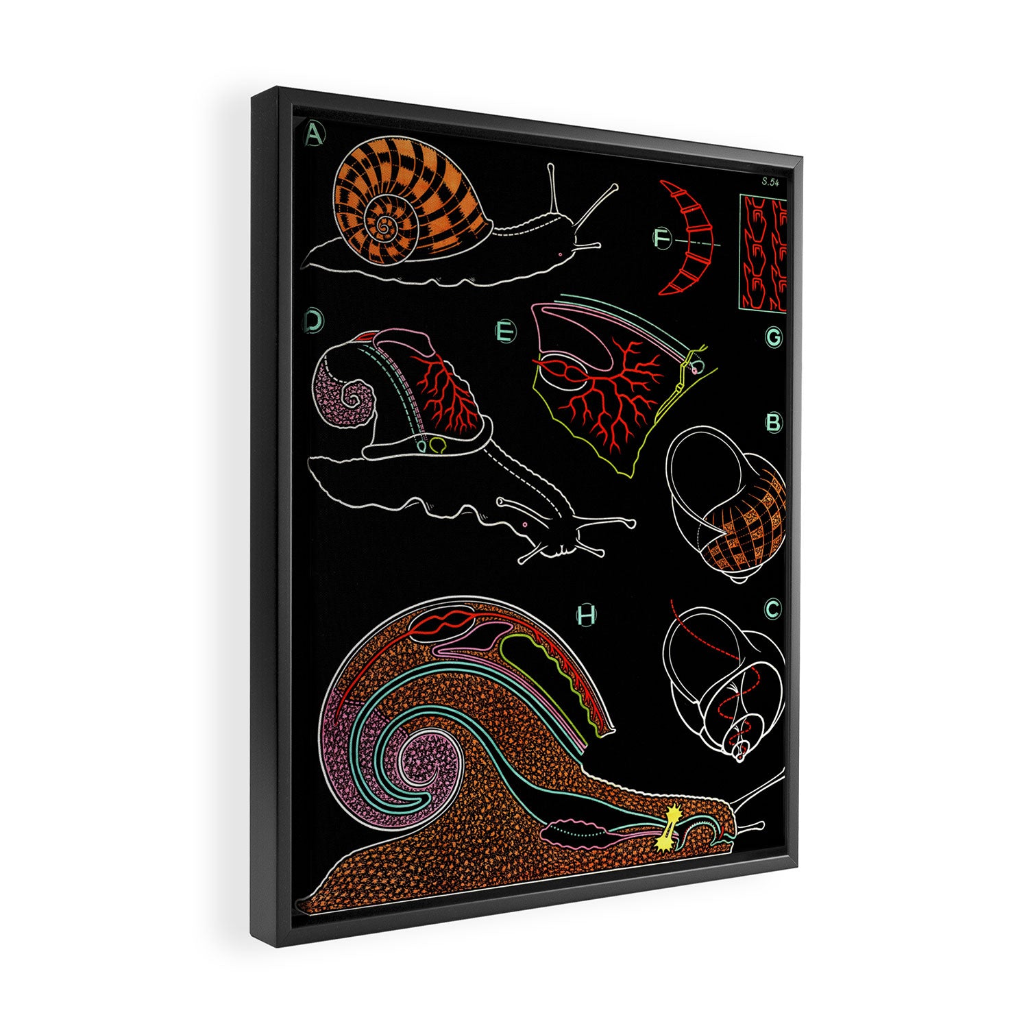 Paul Sougy: The Snail, 1955 (proceeds benefit The Nature Conservancy) Framed Canvas Print Gallery Image 2