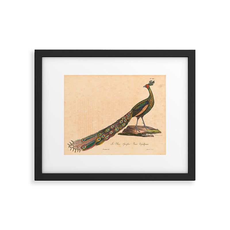 Peacock from "La Galerie de Oiseaux" ("Bird Gallery"), 1825 Framed Art Print Gallery Image 5