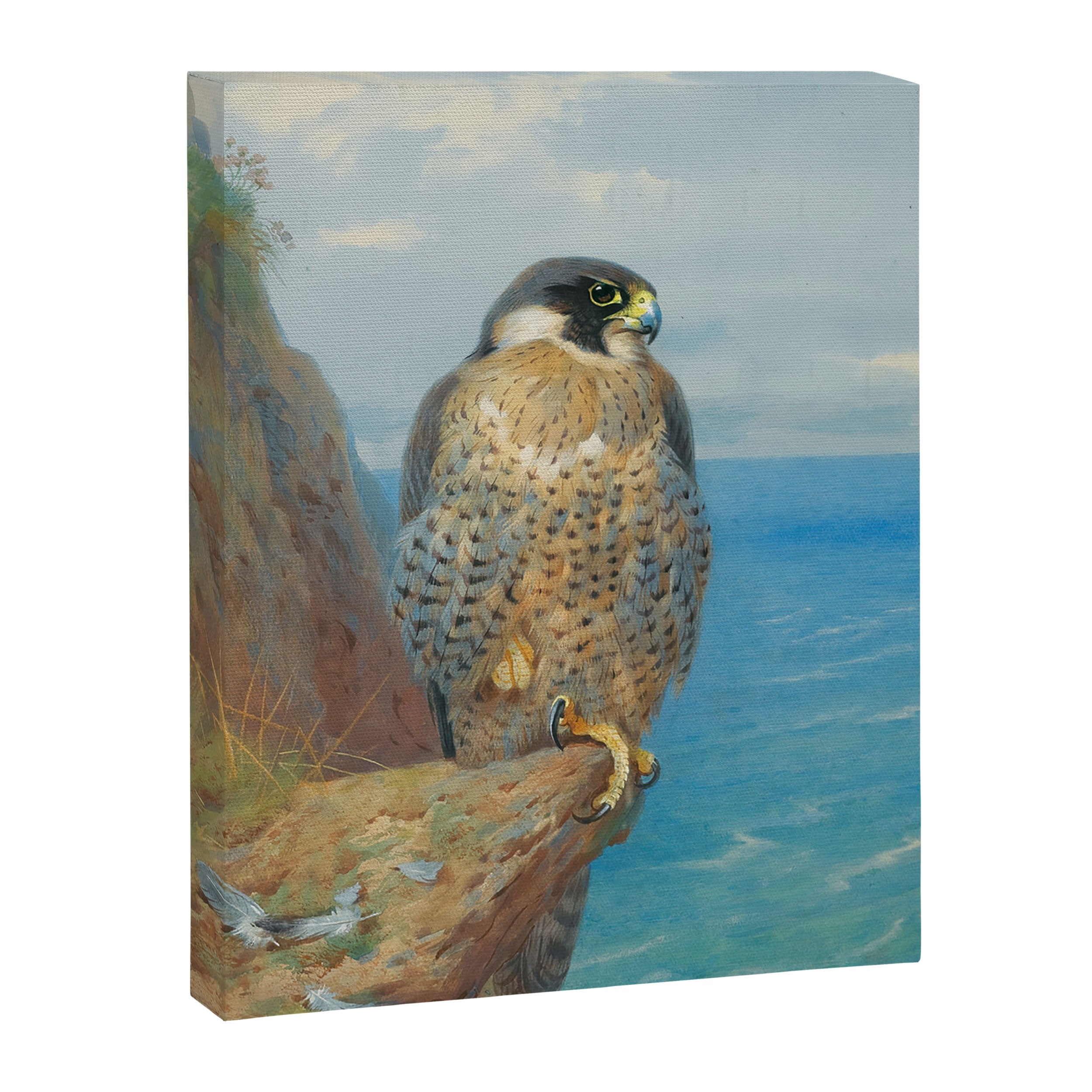 Peregrine at Auchencairn by Archibald Thorburn, 1923 (benefitting The Nature Conservancy) Canvas Print Gallery Image 6