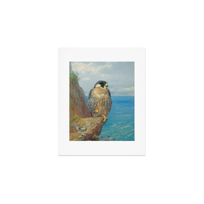 Peregrine at Auchencairn by Archibald Thorburn, 1923 (benefitting The Nature Conservancy) Art Print Gallery Image 1