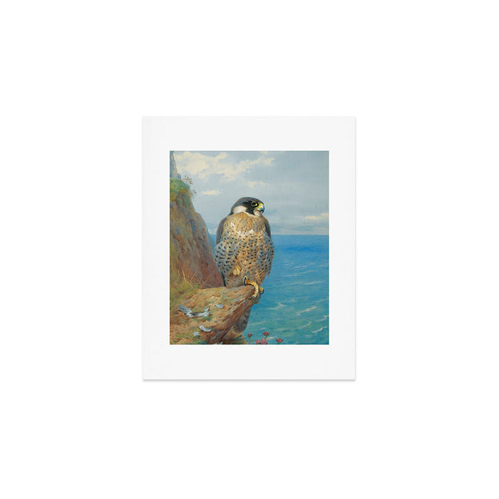 Peregrine at Auchencairn by Archibald Thorburn, 1923 (benefitting The Nature Conservancy) Art Print Gallery Image 1