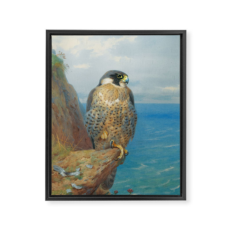 Peregrine at Auchencairn by Archibald Thorburn, 1923 (benefitting The Nature Conservancy) Framed Canvas Print Gallery Image 6