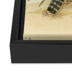 Peregrine Falcon by Henry Leonard Meyer, 1853 (benefitting The Nature Conservancy) Framed Canvas Print Gallery Image 3