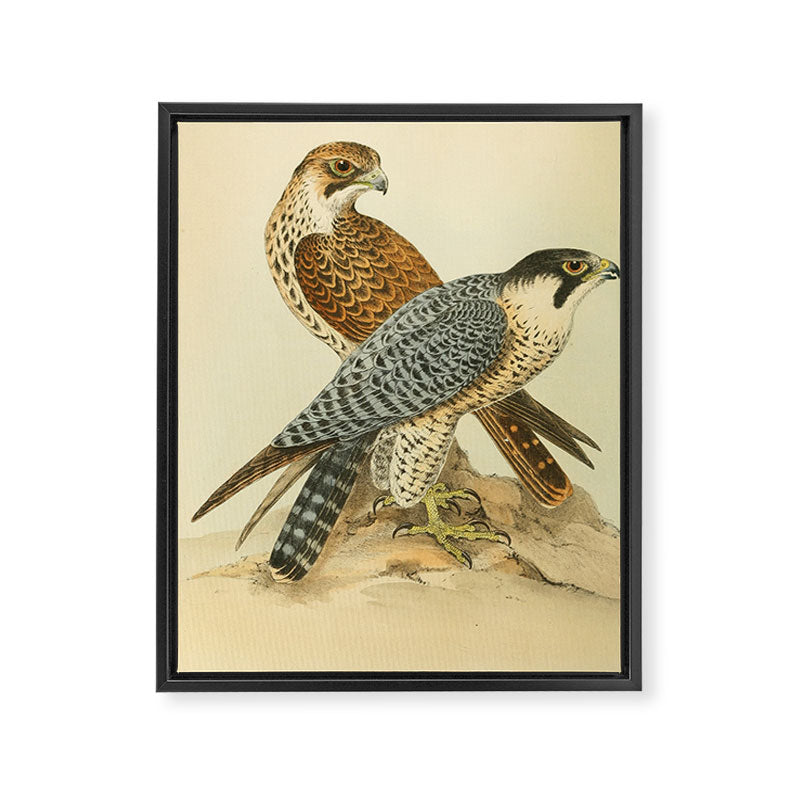 Peregrine Falcon by Henry Leonard Meyer, 1853 (benefitting The Nature Conservancy) Framed Canvas Print Gallery Image 6