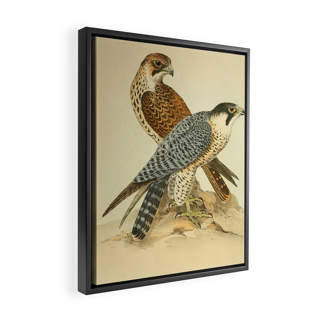 Peregrine Falcon by Henry Leonard Meyer, 1853 (benefitting The Nature Conservancy) Framed Canvas Print Gallery Image 2