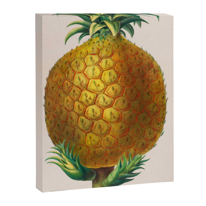 Pineapple from "Flore dâAmÃ©rique" by Ãtienne Denisse, 1840s Canvas Print Gallery Image 1