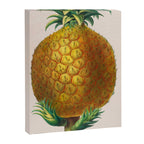 Pineapple from "Flore dâAmÃ©rique" by Ãtienne Denisse, 1840s Canvas Print Gallery Image 6