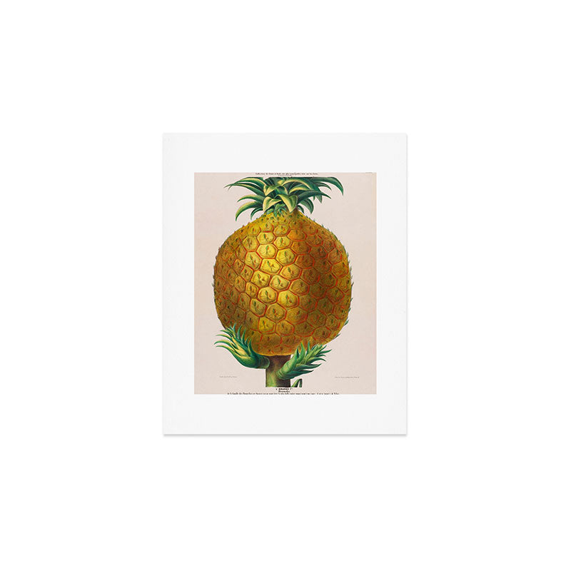 Pineapple from "Flore dâAmÃ©rique" by Ãtienne Denisse, 1840s Art Print Gallery Image 1