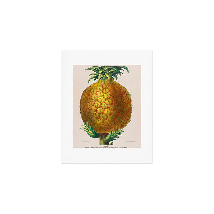 Pineapple from "Flore dâAmÃ©rique" by Ãtienne Denisse, 1840s Art Print Gallery Image 1
