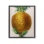 Pineapple from "Flore dâAmÃ©rique" by Ãtienne Denisse, 1840s Framed Canvas Print Gallery Image 6