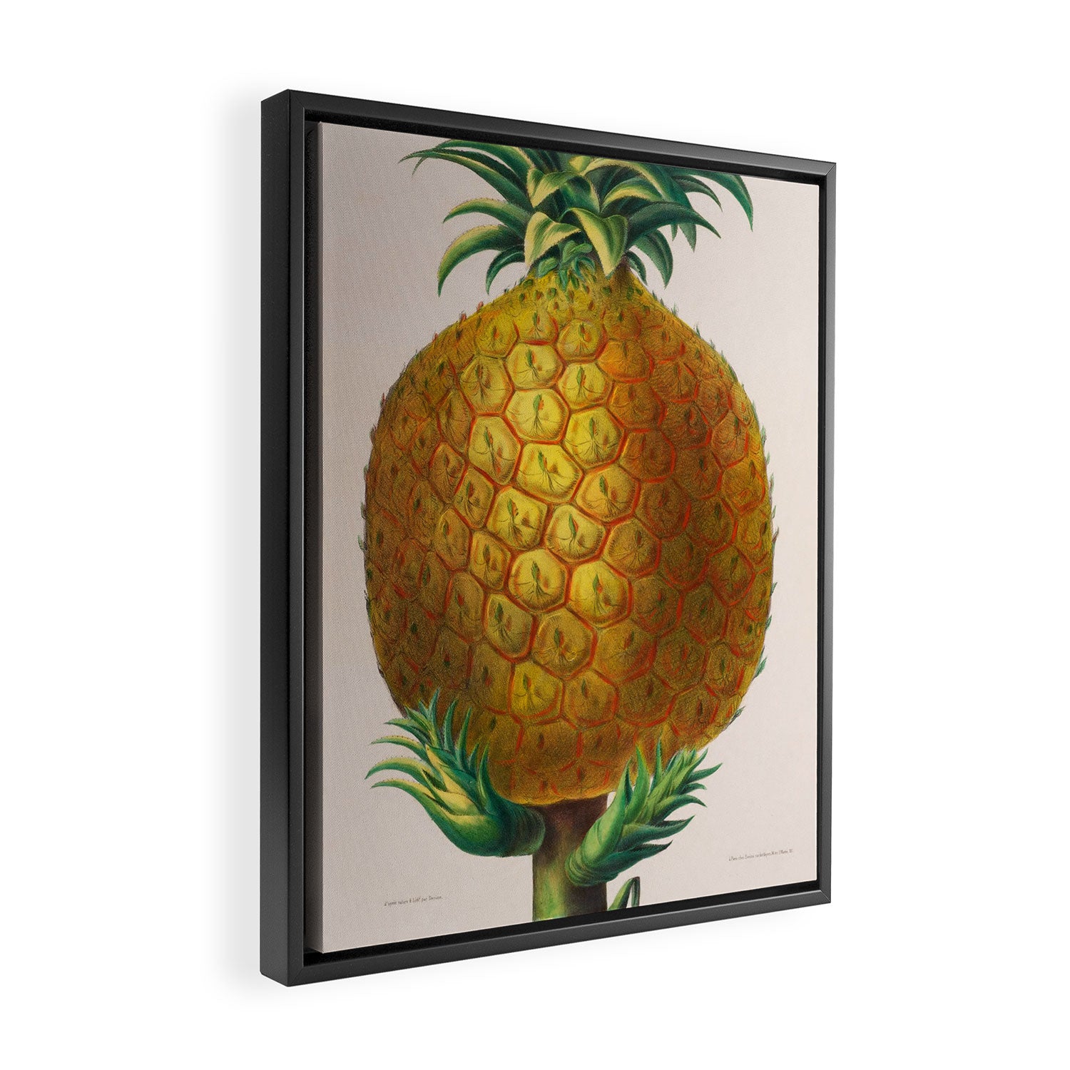 Pineapple from "Flore dâAmÃ©rique" by Ãtienne Denisse, 1840s Framed Canvas Print Gallery Image 2