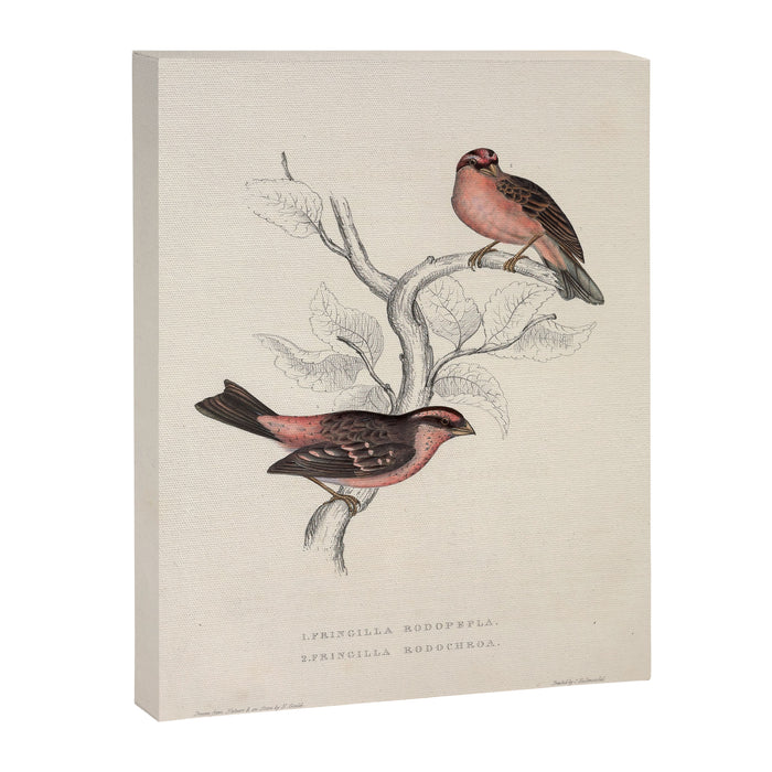 Pink-browed rosefinch and spot-winged rosefinch by Elizabeth Gould, 1831 Canvas Print Gallery Image 1