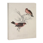 Pink-browed rosefinch and spot-winged rosefinch by Elizabeth Gould, 1831 Canvas Print Gallery Image 6