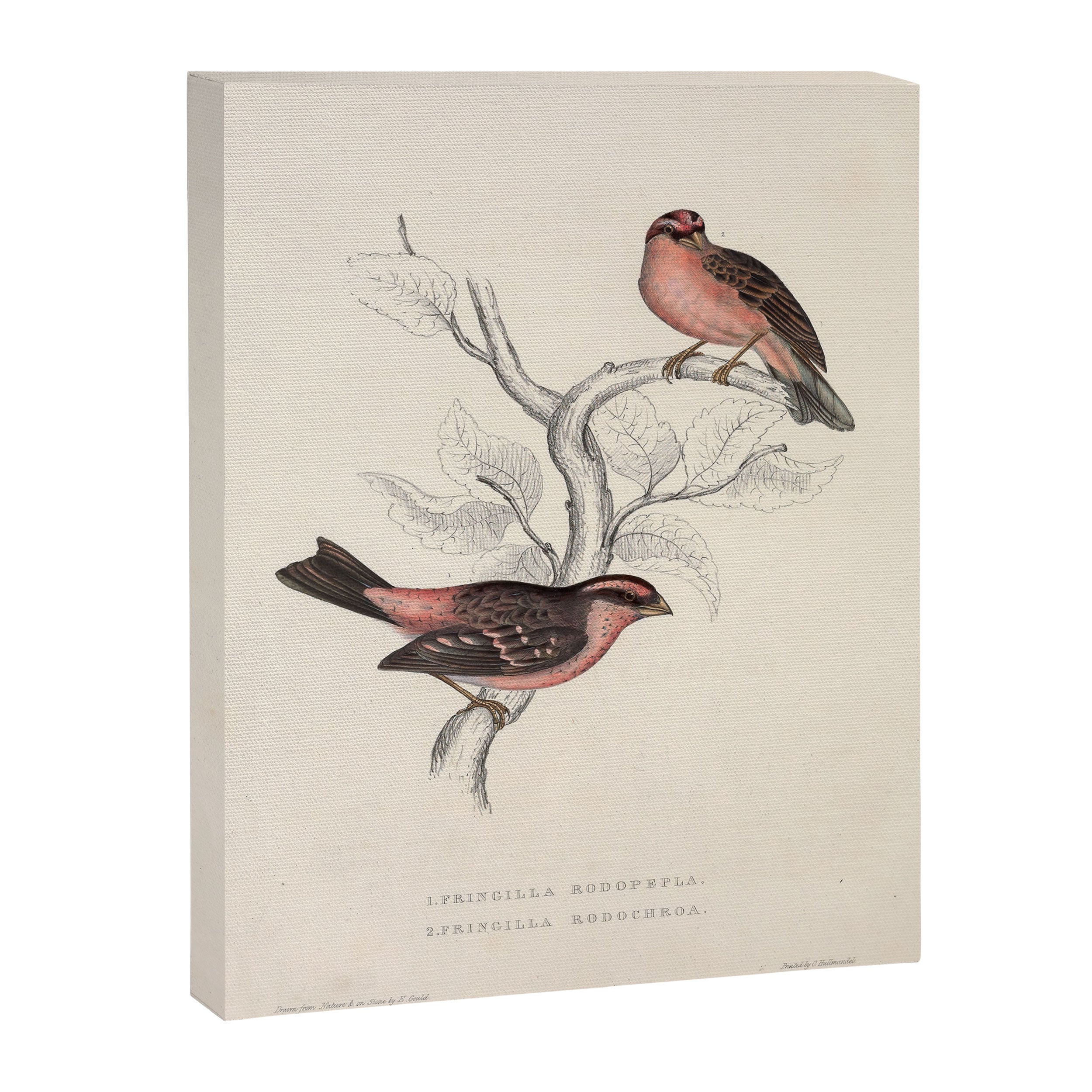 Pink-browed rosefinch and spot-winged rosefinch by Elizabeth Gould, 1831 Canvas Print Gallery Image 6