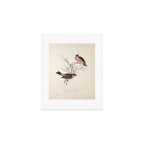 Pink-browed rosefinch and spot-winged rosefinch by Elizabeth Gould, 1831 Art Print Gallery Image 1