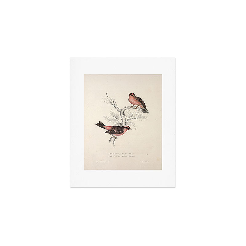 Pink-browed rosefinch and spot-winged rosefinch by Elizabeth Gould, 1831 Art Print Gallery Image 1