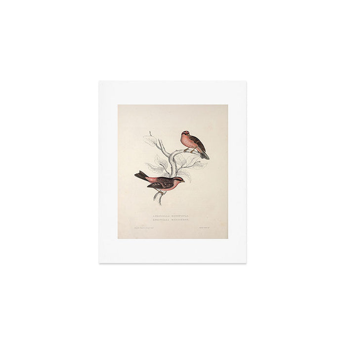 Pink-browed rosefinch and spot-winged rosefinch by Elizabeth Gould, 1831 Art Print Gallery Image 1