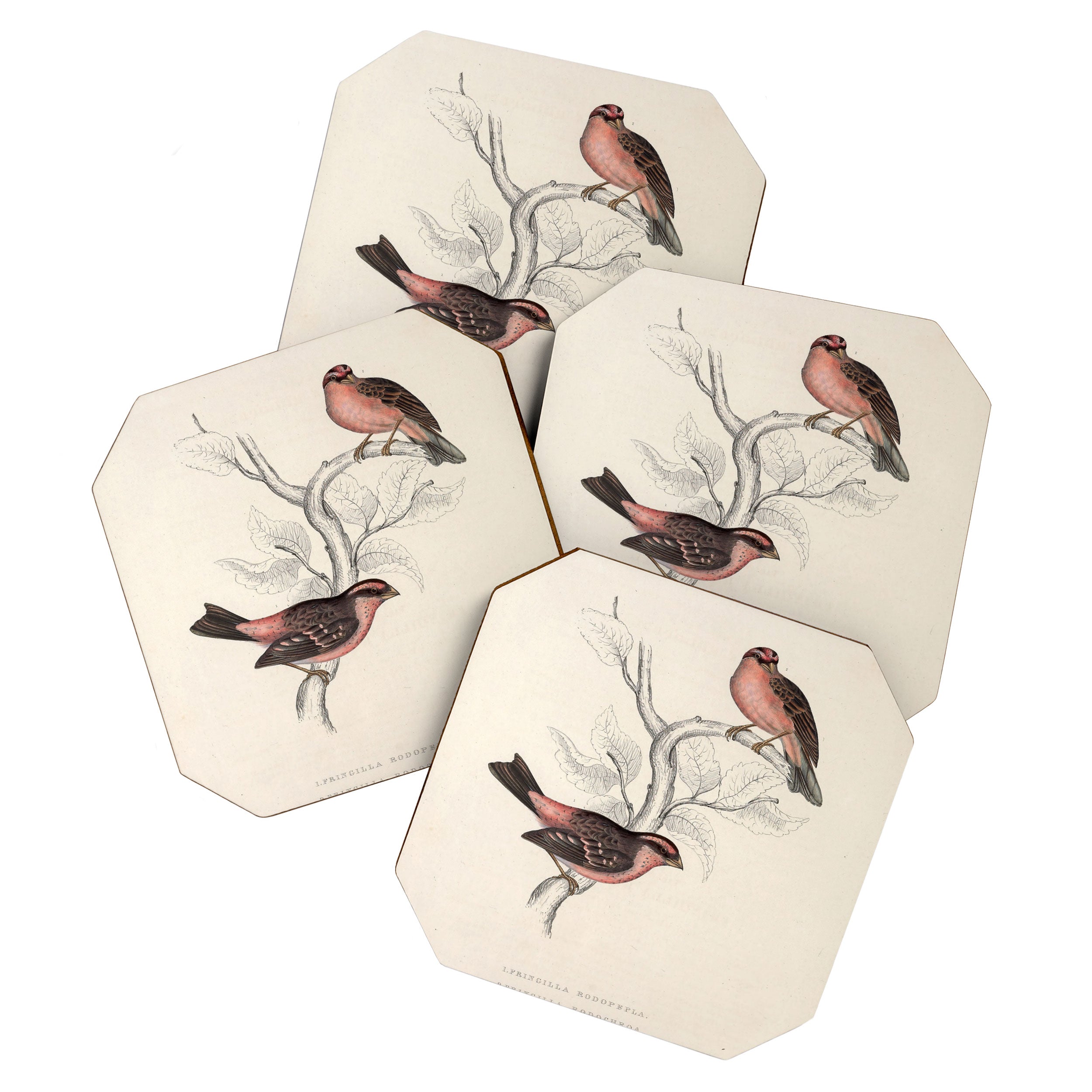 Pink-browed rosefinch and spot-winged rosefinch by Elizabeth Gould, 1831 Coaster Gallery Image 1