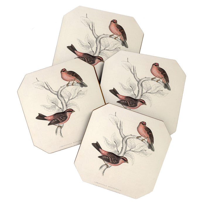 Pink-browed rosefinch and spot-winged rosefinch by Elizabeth Gould, 1831 Coaster Gallery Image 1
