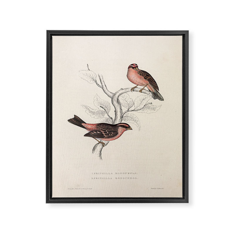 Pink-browed rosefinch and spot-winged rosefinch by Elizabeth Gould, 1831 Framed Canvas Print Gallery Image 6