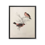 Pink-browed rosefinch and spot-winged rosefinch by Elizabeth Gould, 1831 Framed Canvas Print Gallery Image 6