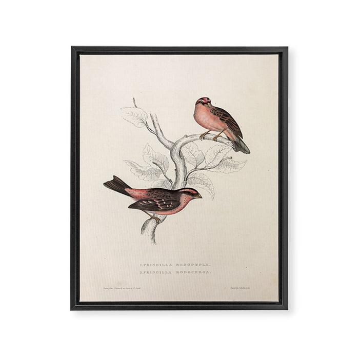 Pink-browed rosefinch and spot-winged rosefinch by Elizabeth Gould, 1831 Framed Canvas Print Gallery Image 1