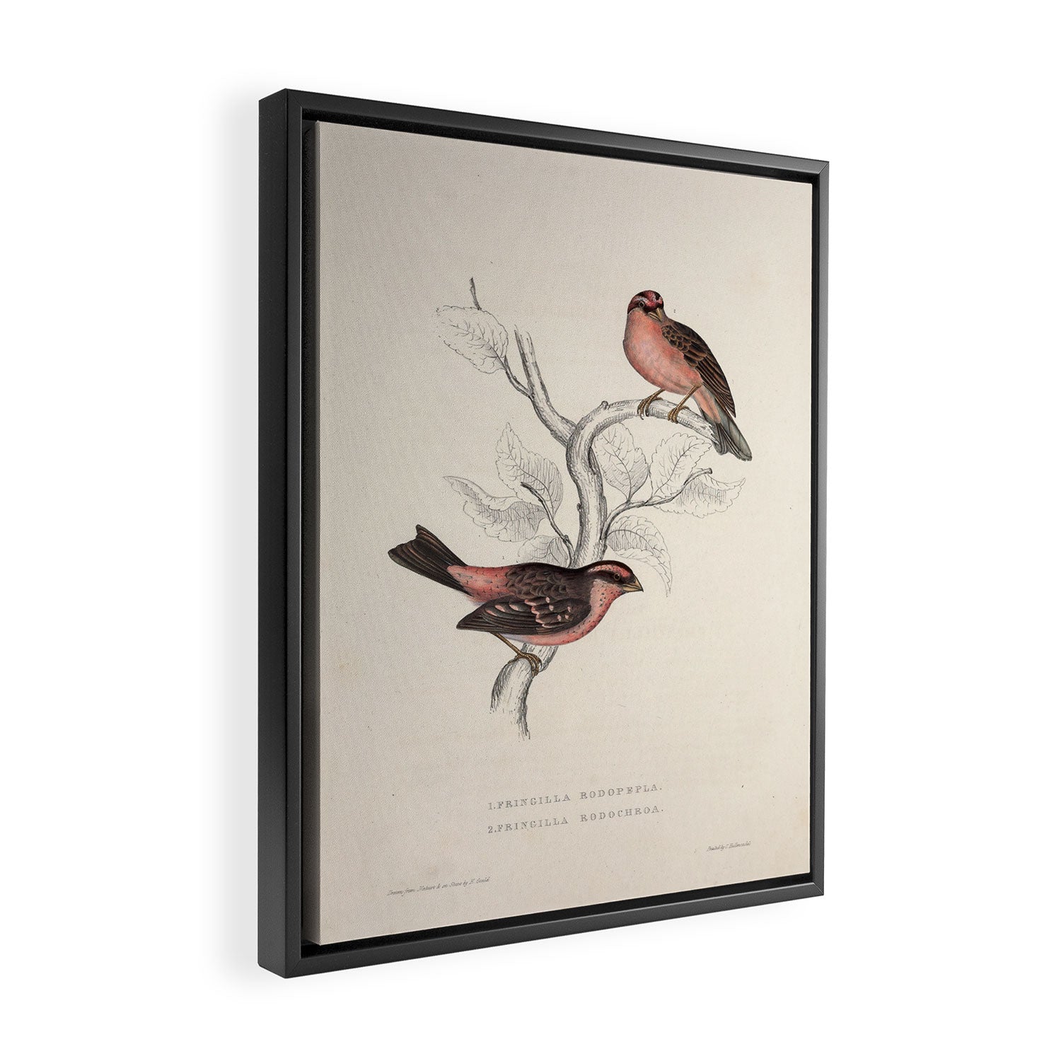 Pink-browed rosefinch and spot-winged rosefinch by Elizabeth Gould, 1831 Framed Canvas Print Gallery Image 2