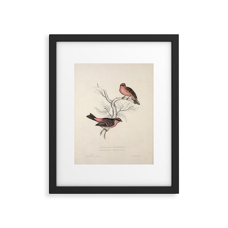 Pink-browed rosefinch and spot-winged rosefinch by Elizabeth Gould, 1831 Framed Art Print Gallery Image 5