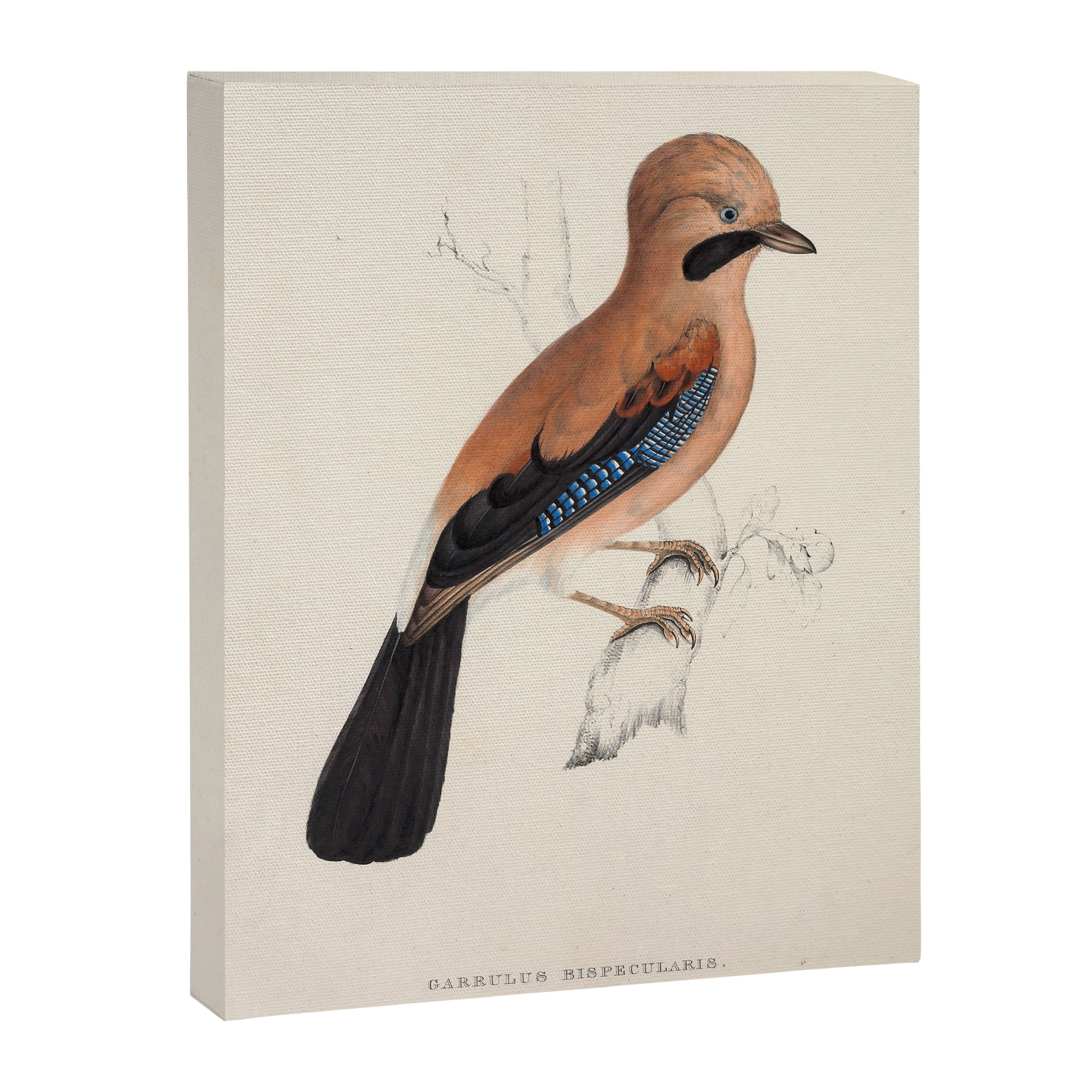 Plain-crowned jay by Elizabeth Gould from "A Century of Birds from the Himalaya Mountains," 1831 Canvas Print Gallery Image 6