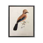 Plain-crowned jay by Elizabeth Gould from "A Century of Birds from the Himalaya Mountains," 1831 Framed Canvas Print Gallery Image 6