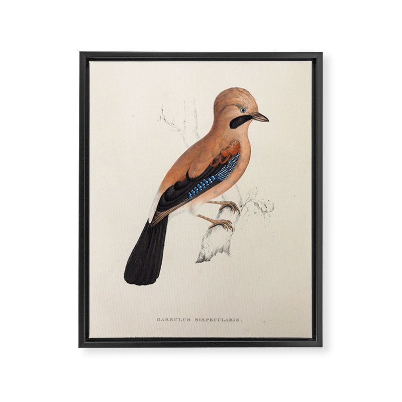 Plain-crowned jay by Elizabeth Gould from "A Century of Birds from the Himalaya Mountains," 1831 Framed Canvas Print Gallery Image 6