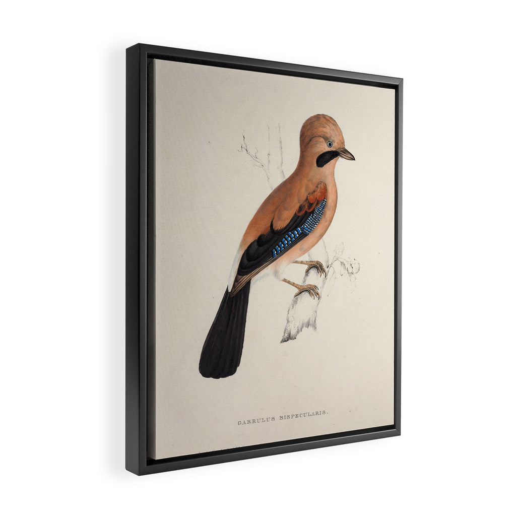 Plain-crowned jay by Elizabeth Gould from "A Century of Birds from the Himalaya Mountains," 1831 Framed Canvas Print Gallery Image 2