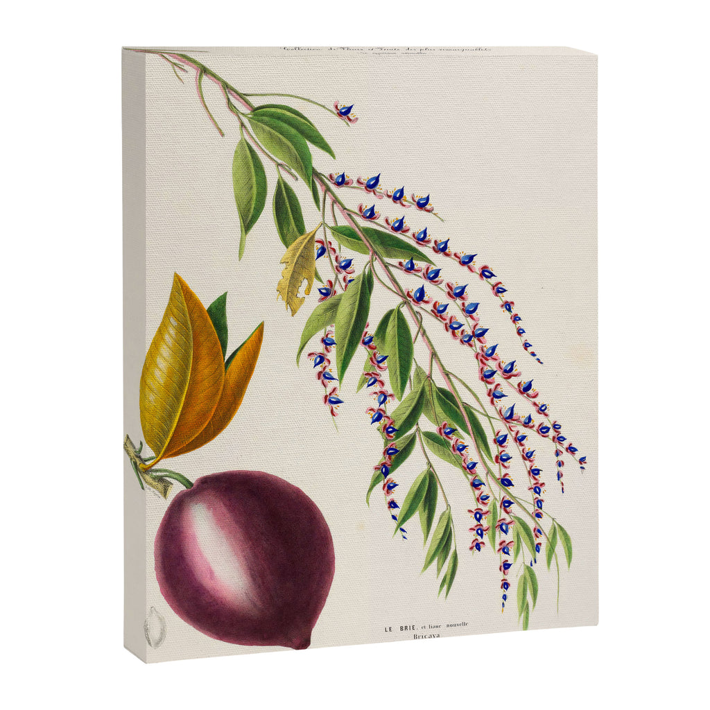 Plum from "Flore dâAmÃ©rique" by Ãtienne Denisse, 1840s Canvas Print Gallery Image 6