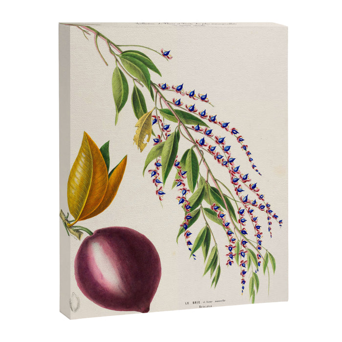 Plum from "Flore dâAmÃ©rique" by Ãtienne Denisse, 1840s Canvas Print Gallery Image 1