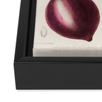 Plum from "Flore dâAmÃ©rique" by Ãtienne Denisse, 1840s Framed Canvas Print Gallery Image 3
