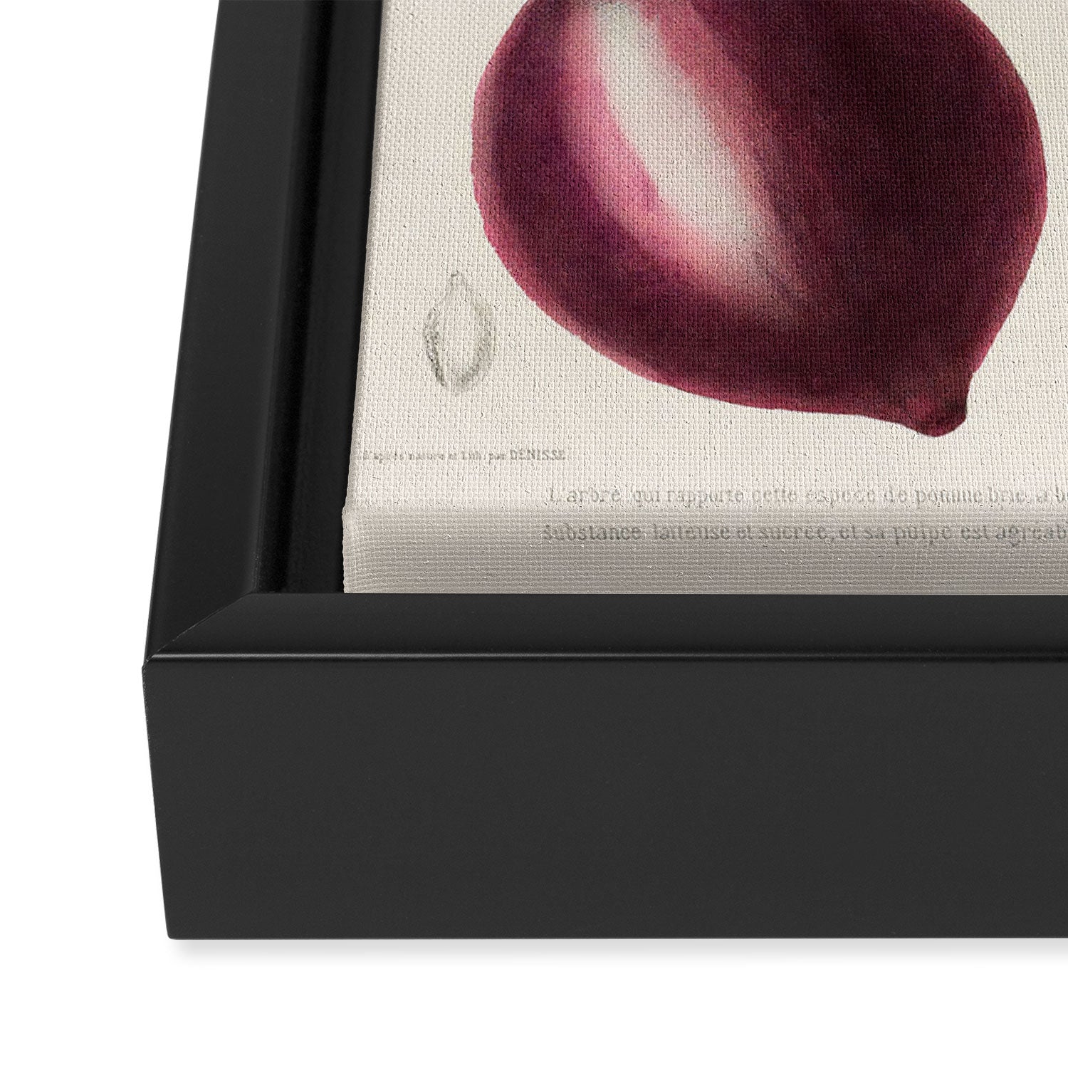 Plum from "Flore dâAmÃ©rique" by Ãtienne Denisse, 1840s Framed Canvas Print Gallery Image 3