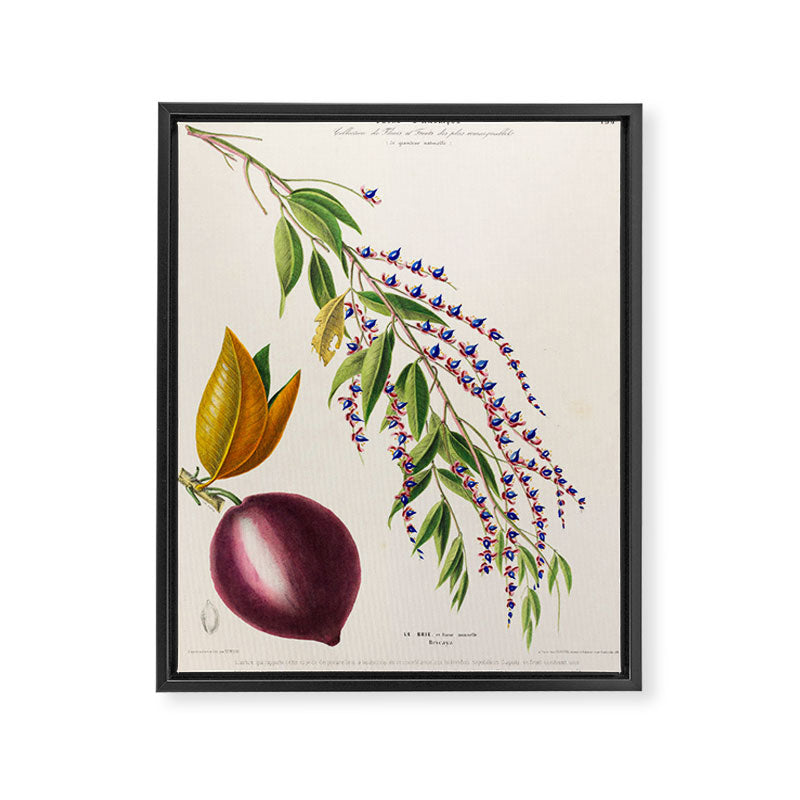 Plum from "Flore dâAmÃ©rique" by Ãtienne Denisse, 1840s Framed Canvas Print Gallery Image 6