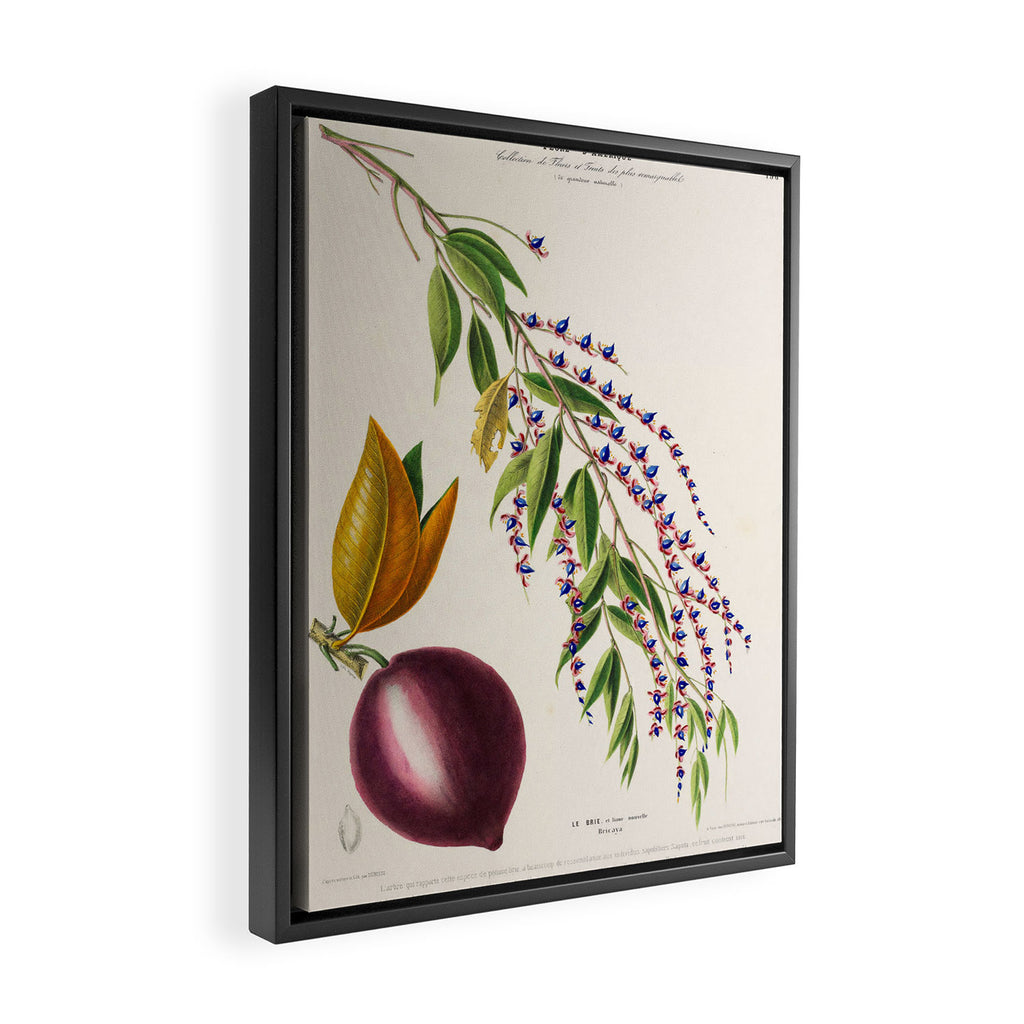 Plum from "Flore dâAmÃ©rique" by Ãtienne Denisse, 1840s Framed Canvas Print Gallery Image 2