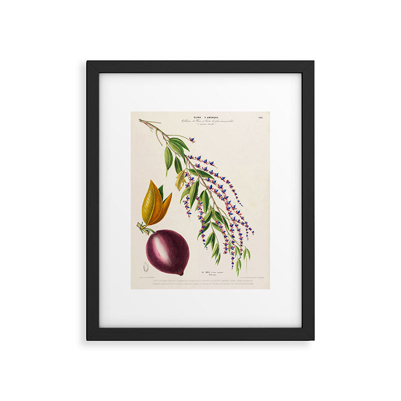 Plum from "Flore dâAmÃ©rique" by Ãtienne Denisse, 1840s Framed Art Print Gallery Image 5